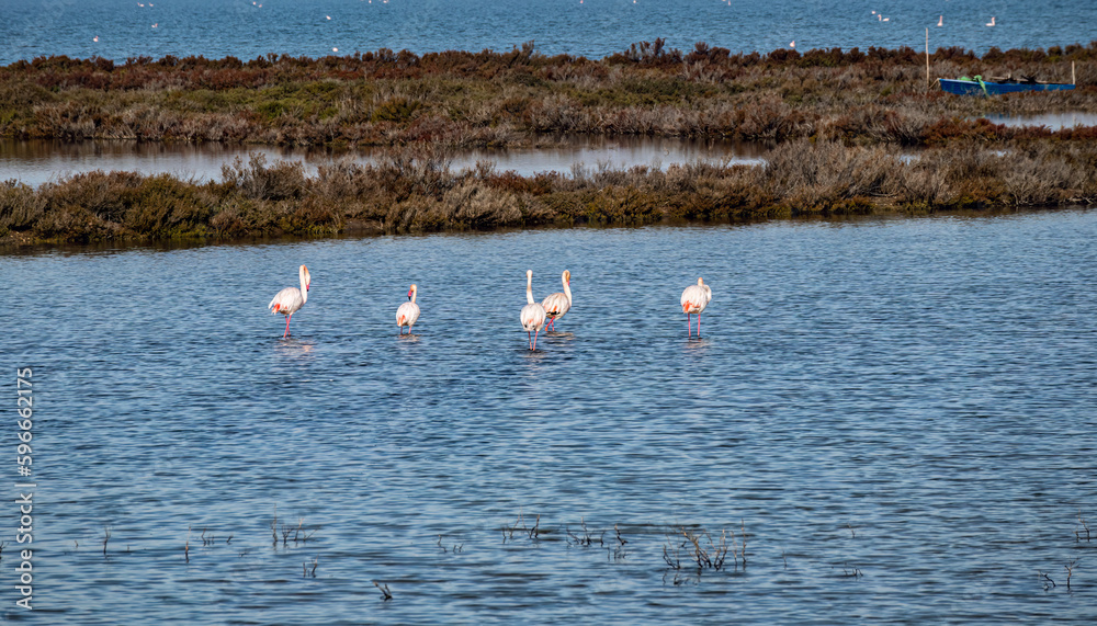 Flamingos in a lagoon in Sardinia near Cagliari