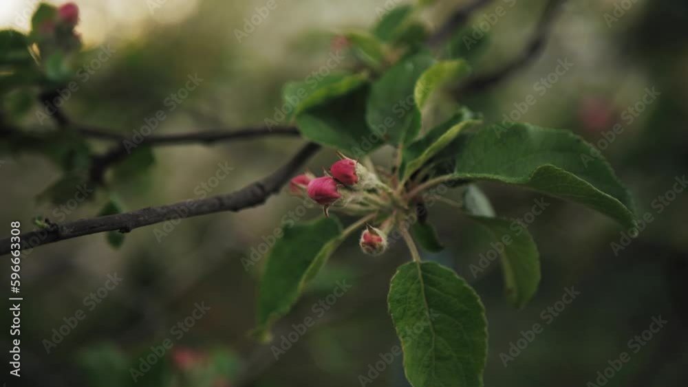 flowering trees in spring in the garden. new buds on trees in April, blooming garden, buds close-up on bright natural background, branches with blooming flowering trees in spring in the garden. new buds on trees in April, blooming garden, buds close-up on bright natural background, branches with blooming