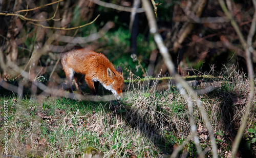 Fox exploring along the river bank © Stephen