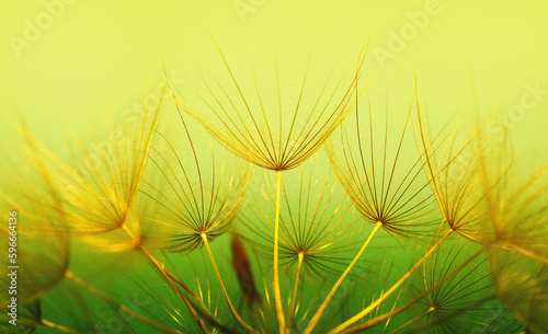 Dandelion flower  abstract background