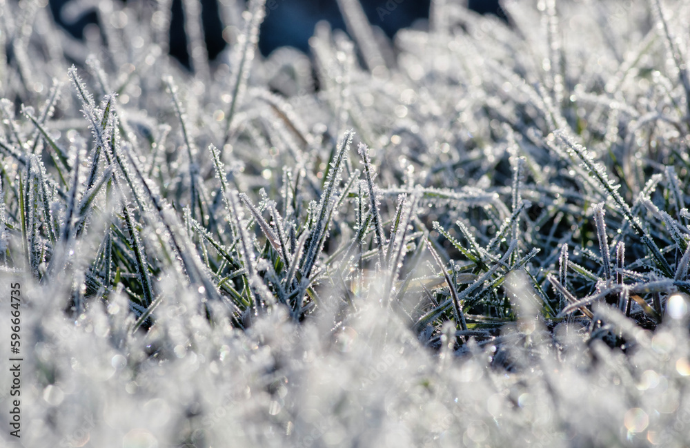 Winter background, morning frost in the grass Winter background, morning frost in the grass