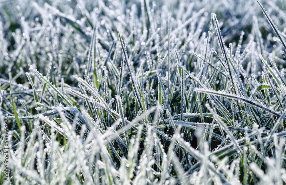 Winter background, morning frost in the grass Winter background, morning frost in the grass