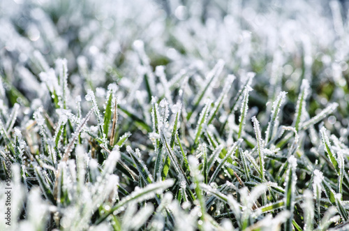  frost on the grass in the field © Alekss