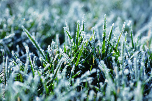 Frost on the grass background