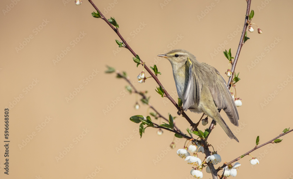 Willow warbler in early spring at a wetland 