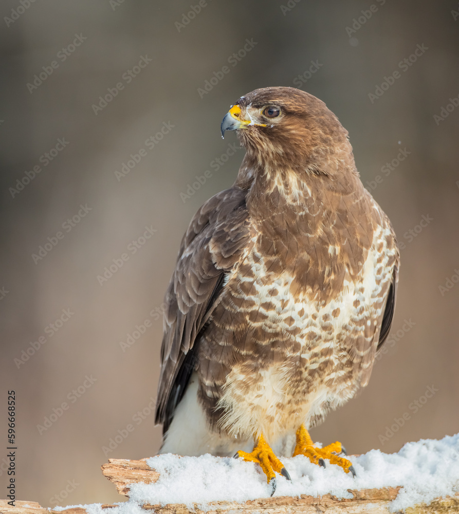 Common Buzzard in early spring at a wet forest Common Buzzard in early spring at a wet forest