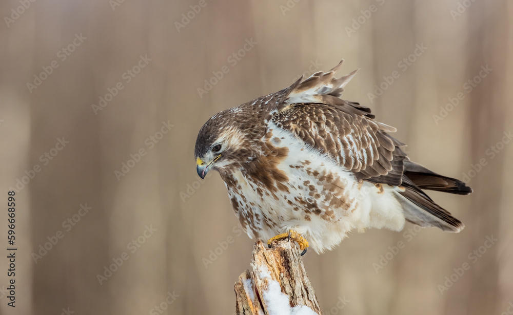 Common Buzzard in early spring at a wet forest