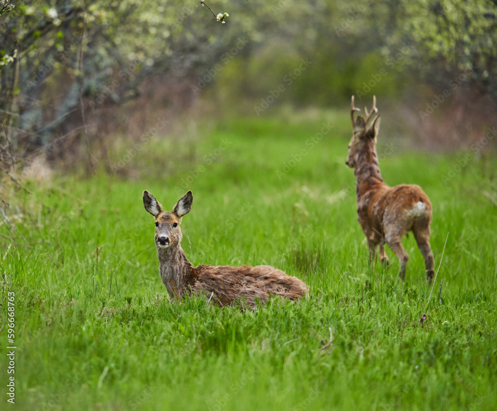 Roe deer and roebuck