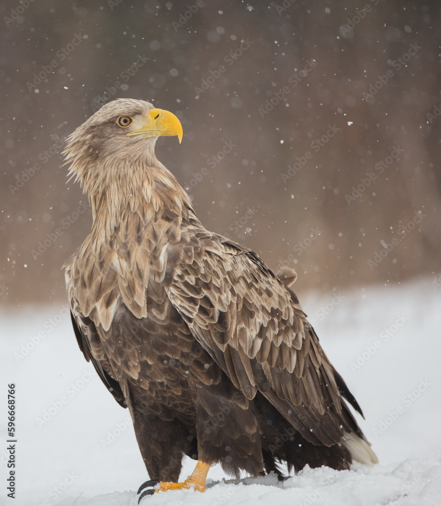 The white-tailed eagle - adult male - in early spring at the wet forest during the snowstorm The white-tailed eagle - adult male - in early spring at the wet forest during the snowstorm