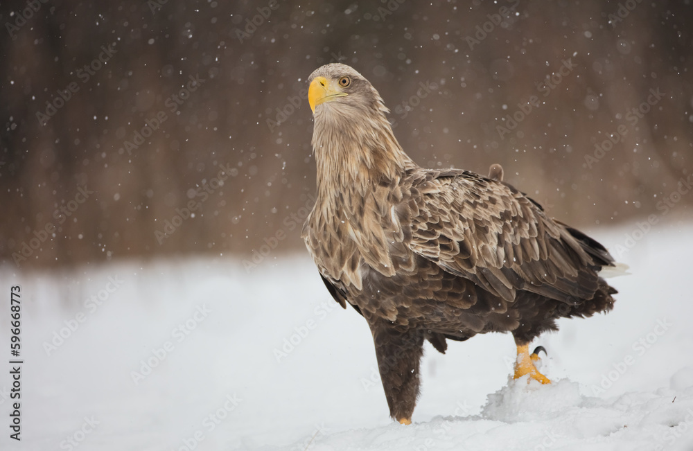 The white-tailed eagle - adult male - in early spring at the wet forest during the snowstorm The white-tailed eagle - adult male - in early spring at the wet forest during the snowstorm
