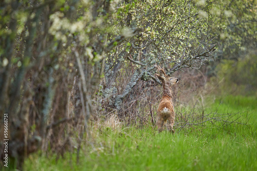Adult roebuck marking his territory