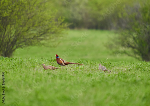 Male pheasant with two females