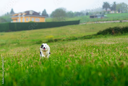 Blue merle border collie dog with blue eyes running happily in the countryside. happy dog going for a walk and running. Domestic animals and pets. © Alberto