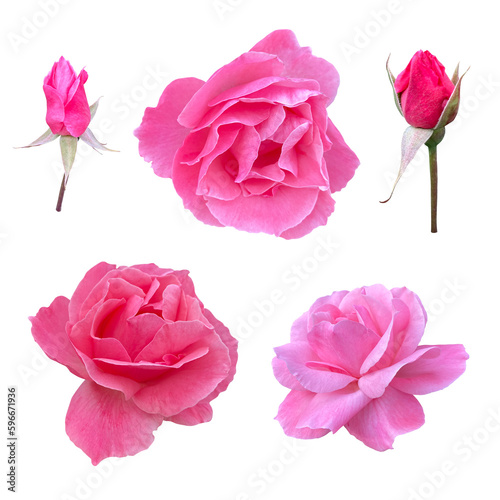 Roses buds cutout, pink rose flowers isolated on transparent background, PNG file.  