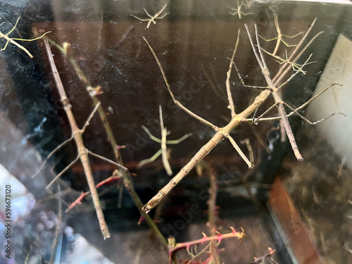 Medauroidea extradentata, known as the Vietnamese or Annam walking stick, is a species of the family Phasmatidae. photo