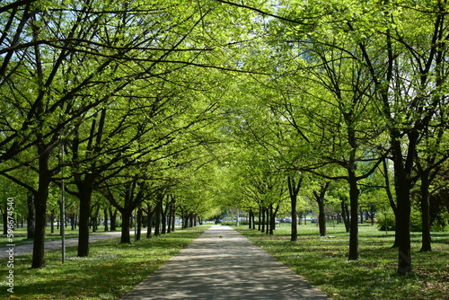 alley in the park in spring