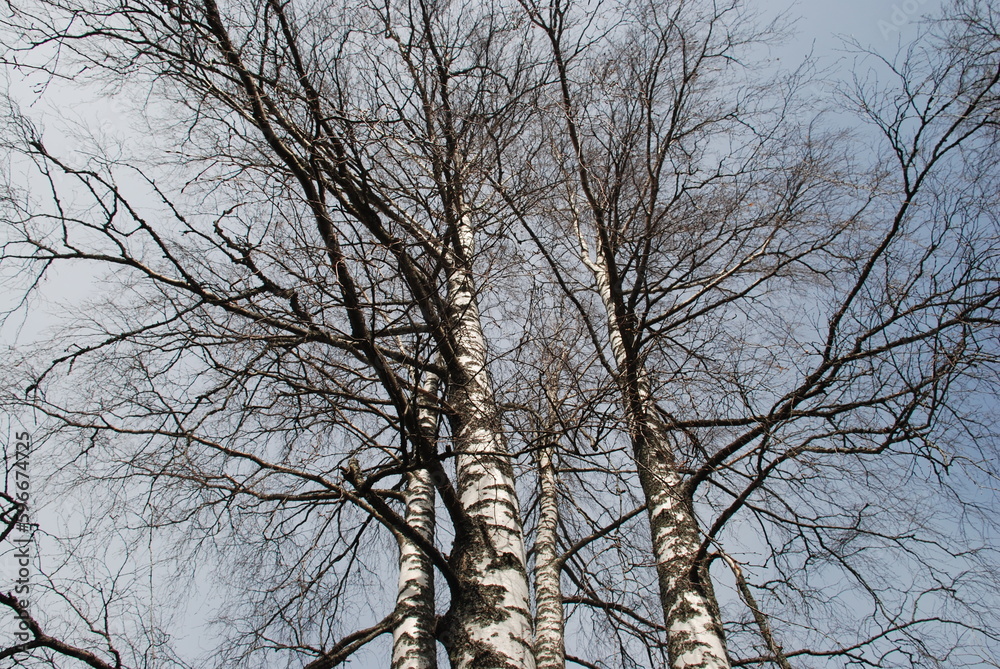 Four birches in spring. Early spring trees are still without foliage. Four tall trees with white trunks and black branches grow next to each other. Above them is a sky with gray-white clouds. Four birches in spring. Early spring trees are still without foliage. Four tall trees with white trunks and black branches grow next to each other. Above them is a sky with gray-white clouds.