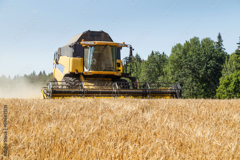 Obraz premium Harvesting with combines