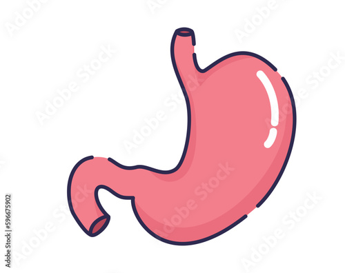 Stomach