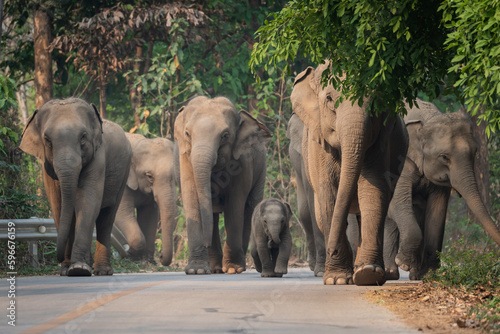 Group of a herding family of wild Asian groups with baby elephants living in the jungle walking on the road crossing the road in jungle passing cars of tourists over the mountain in Thailand.