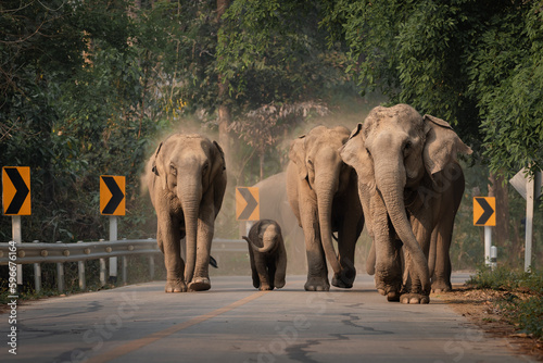 Canvas Print Group of a herding family of wild Asian groups with baby elephants living in the jungle walking on the road crossing the road in jungle passing cars of tourists over the mountain in Thailand