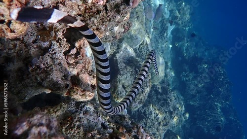 Banded sea krait (Laticauda colubrina) swimming above the corals  hunting for food. photo