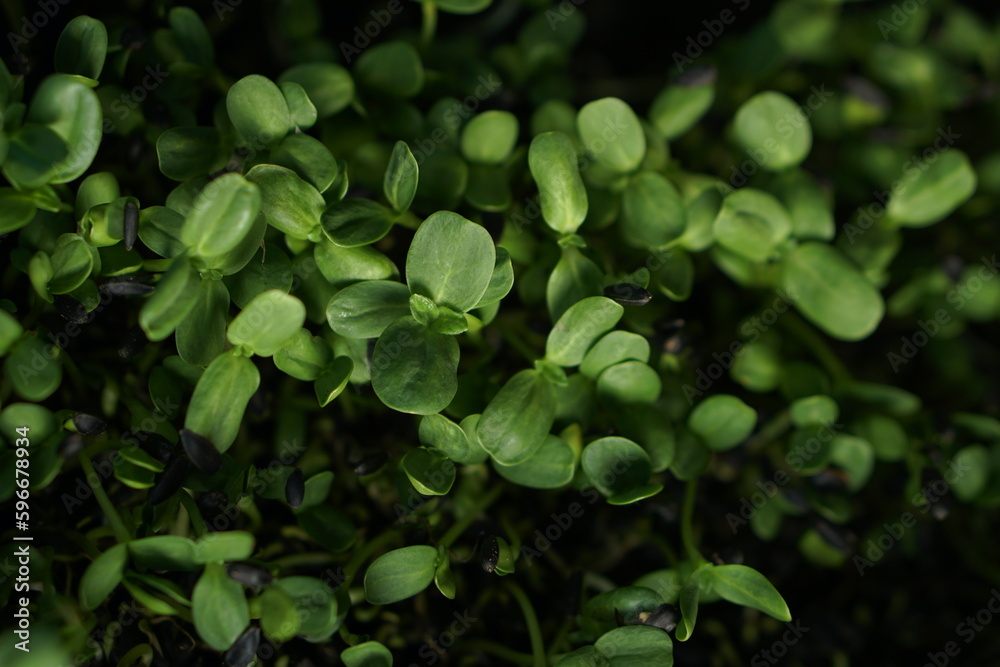 sunflower sprout background for eating healthy benefits sunflower sprout background for eating healthy benefits
