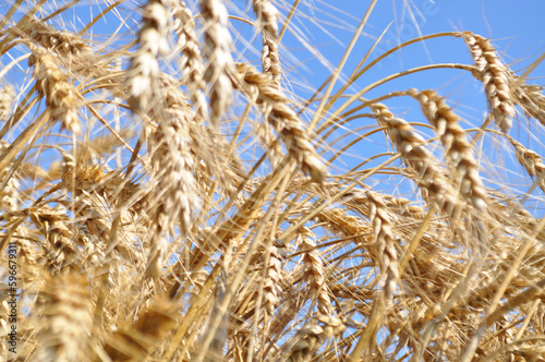Grown crop of cereals, close-up of wheat seeds, plants in the field