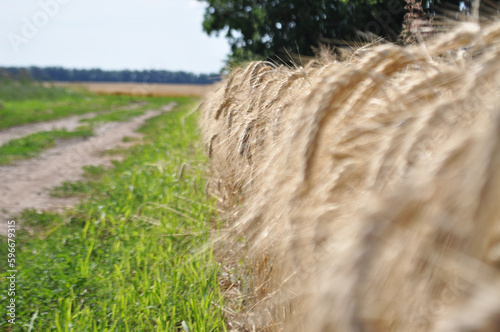 Grown crop of cereals, close-up of wheat seeds, plants in the field