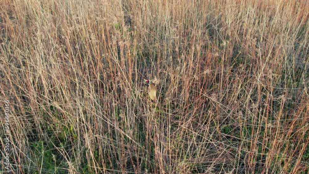 Filmed by a drone, a quail hides in a grassy field and leads the filmmaker away from its nest. Filmed by a drone, a quail hides in a grassy field and leads the filmmaker away from its nest.