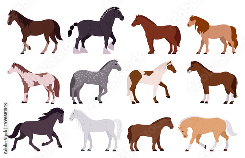 Cartoon horses. Standing domestic animals  horse and pony of different breeds  graceful farm or ranch animals flat vector illustration set. Thoroughbred horses collection