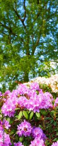 Wallpaper Mural Rhododendron in my garden. A series of photos of rhododendron in garden. Torontodigital.ca