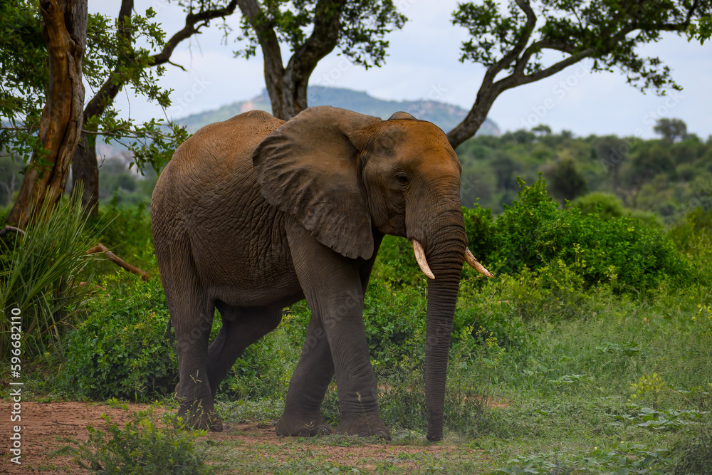 African elephant bull walking between the big trees of a forested area