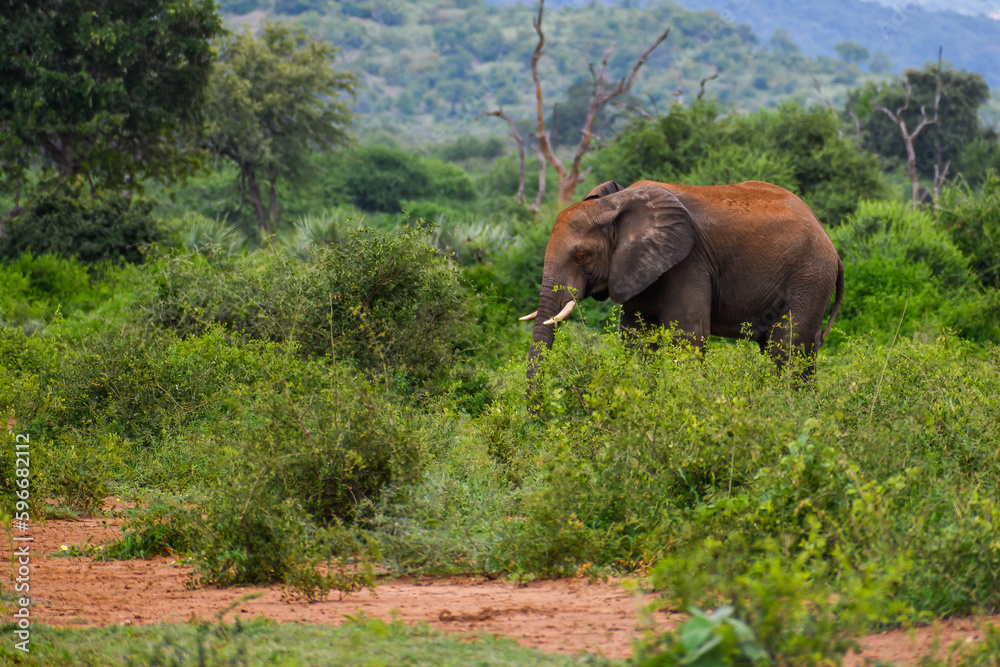 Bull African elephant browsing in the dense bush 
