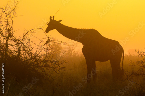 Silhouette of a giraffe as it browses on a shrub at sunrise