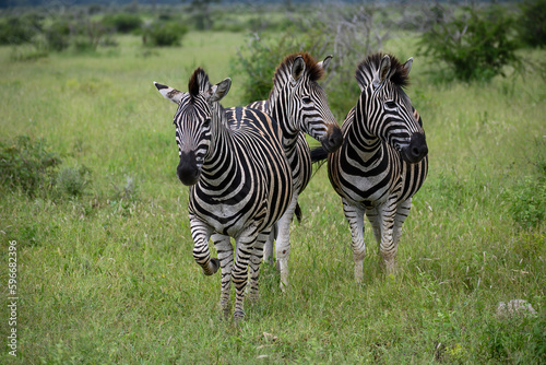 Frontal view of a Burchell s zebra trio moving through the bush