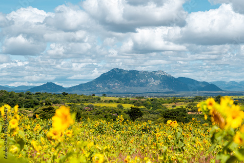 Panoramic view at the sunflower field in Tanzania near Iringa