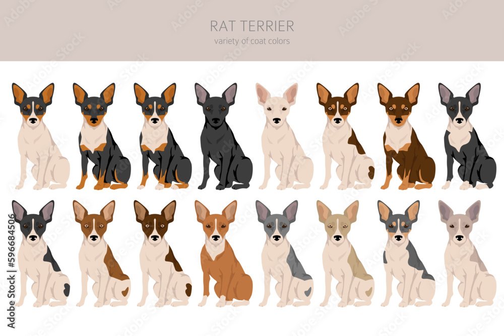 Rat terrier clipart. Different poses, coat colors set Stock Vector