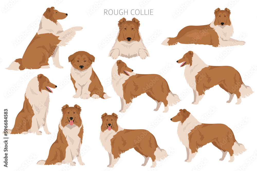 Rough collie clipart. Different poses, coat colors set - obrazy, fototapety, plakaty 