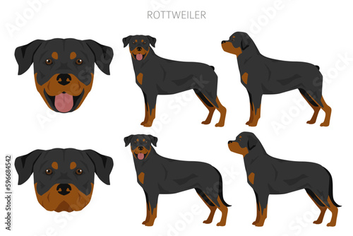 Rottweiler clipart. Different poses, coat colors set