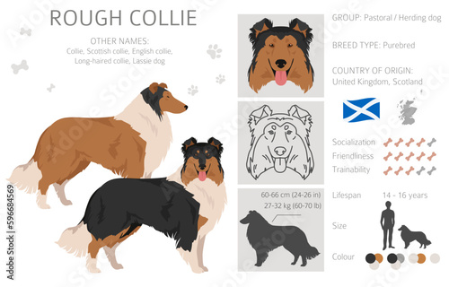 Rough collie clipart. Different poses, coat colors set