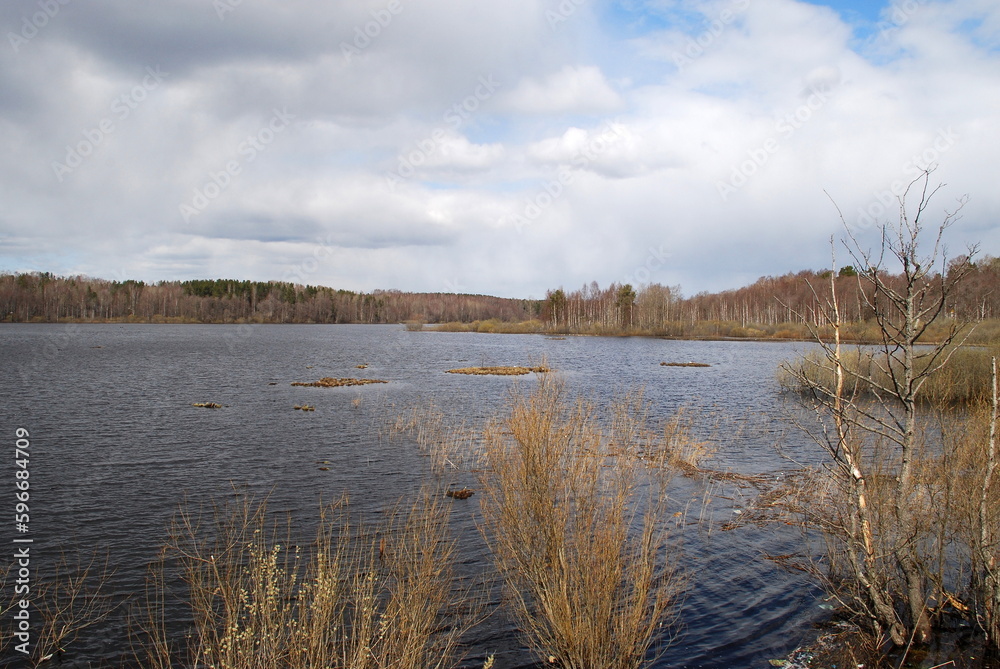 Bushes on the lake. Early spring, snow in places lies on the ground. Bushes grow on the shore of the lake, they are flooded with melt water. They have thin long branches yet without leaves.