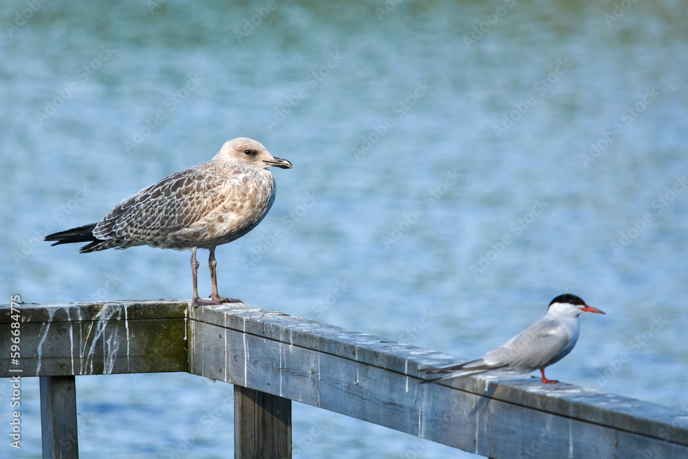 Juvenile common gull (Larus canus) standing on a wooden fence by the lake with a common tern Juvenile common gull (Larus canus) standing on a wooden fence by the lake with a common tern