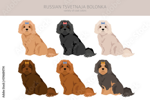 Russian tsvetnaja bolonka clipart. Different poses, coat colors set