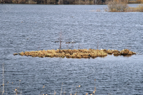 Small island in the lake. Early spring snow almost freed the land and water. Among the open water with waves, an island with yellow last year's grass is visible. On the other side of the brown forest.