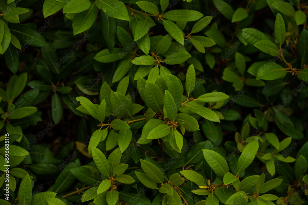 Bright Green Leaves Fade Into The Shadows Below Bright Green Leaves Fade Into The Shadows Below