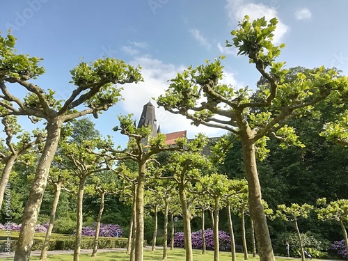 Trees design in a town in Germany