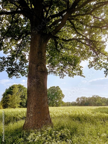 Oak on a barley field in Germany