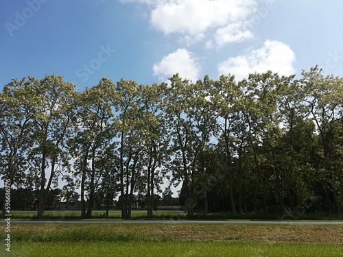 Tree line