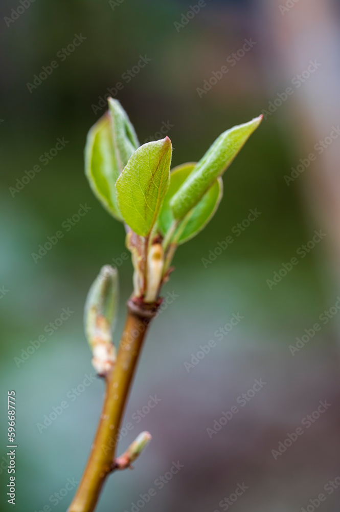 Detail of green leaf at the end of a twig Detail of green leaf at the end of a twig